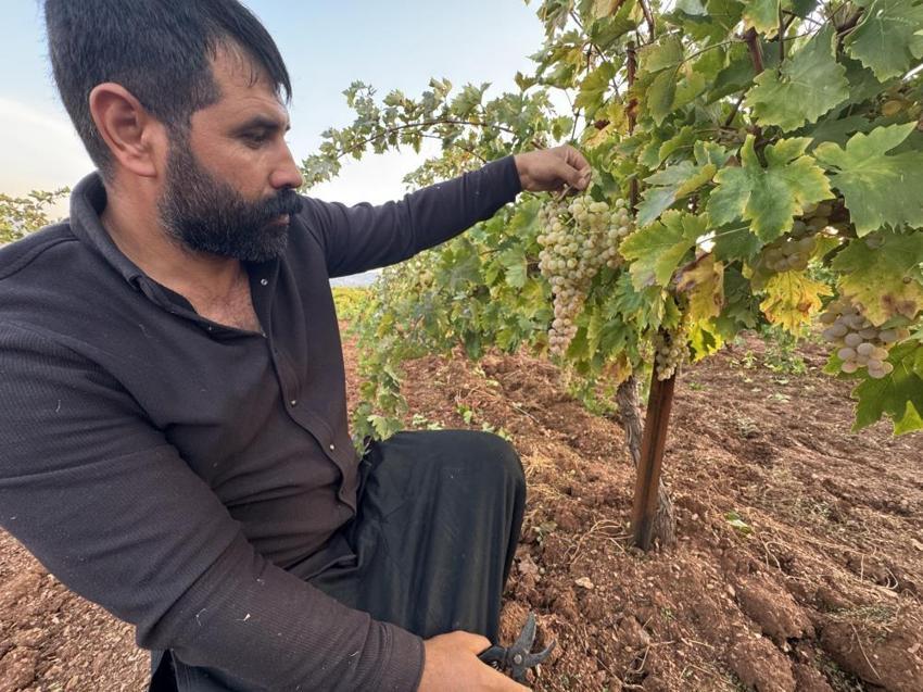 Diyarbakır'da yetişiyor, 81 ile gönderiliyor: Kilosu 100 liradan kapış kapış satılıyor