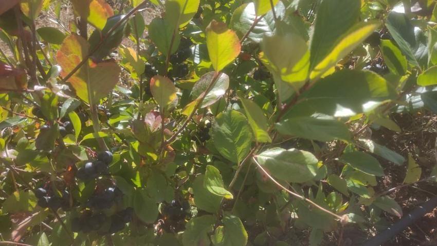 Eskişehir’de üretmeye başladı! 1 kilosundan 8 litre çıkıyor: 'Süper meyve' üreticinin yeni kazanç kapısı oldu
