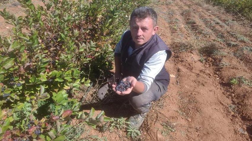 Eskişehir’de üretmeye başladı! 1 kilosundan 8 litre çıkıyor: 'Süper meyve' üreticinin yeni kazanç kapısı oldu