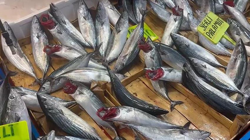 Bandırma’da palamut akını: 1 kilosu 100 liraya düştü, vatandaş hal binasına akın etti!