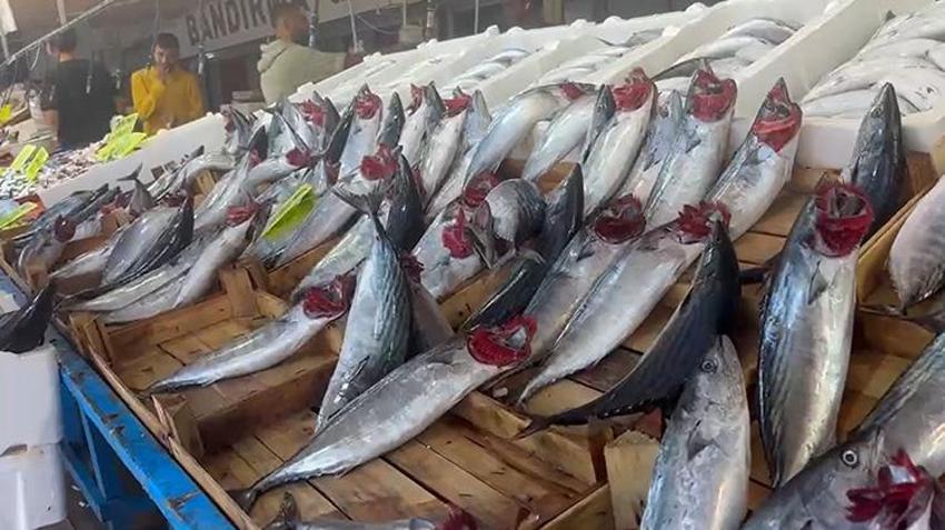 Bandırma’da palamut akını: 1 kilosu 100 liraya düştü, vatandaş hal binasına akın etti!