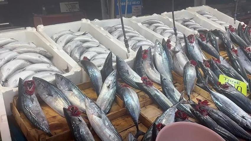 Bandırma’da palamut akını: 1 kilosu 100 liraya düştü, vatandaş hal binasına akın etti!