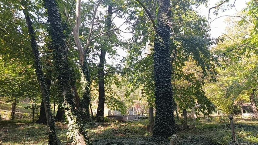 Antalya İbradı’da bin yıllık anıt ağaçlar tehlikede: Zehirli sarmaşıklar tarihi kestaneleri kurutuyor!