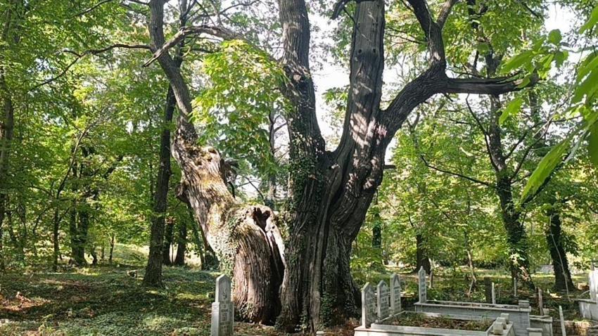 Antalya İbradı’da bin yıllık anıt ağaçlar tehlikede: Zehirli sarmaşıklar tarihi kestaneleri kurutuyor!