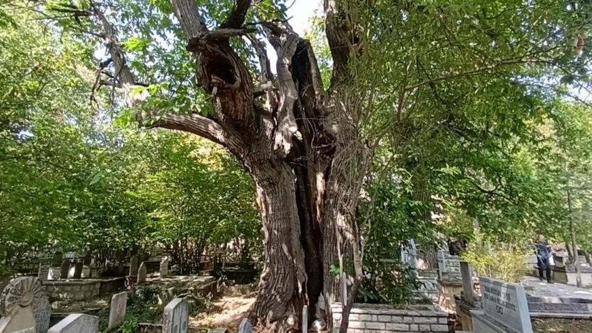 Antalya İbradı’da bin yıllık anıt ağaçlar tehlikede: Zehirli sarmaşıklar tarihi kestaneleri kurutuyor!