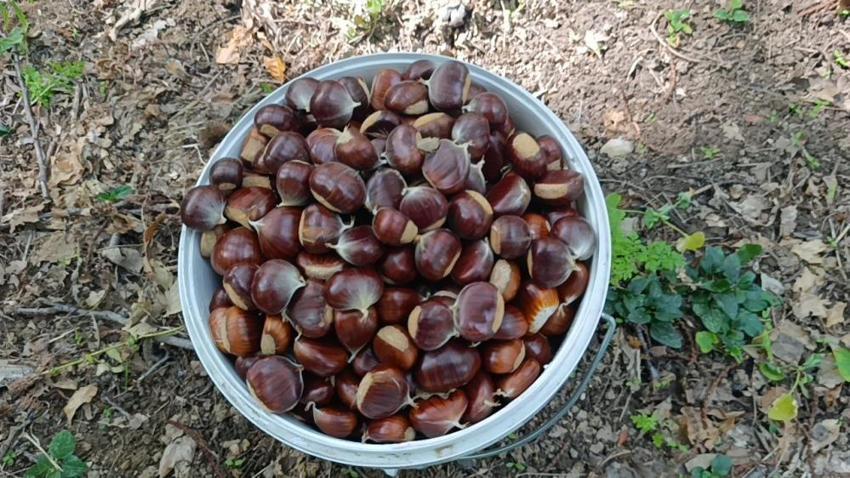 Antalya İbradı’da bin yıllık anıt ağaçlar tehlikede: Zehirli sarmaşıklar tarihi kestaneleri kurutuyor!