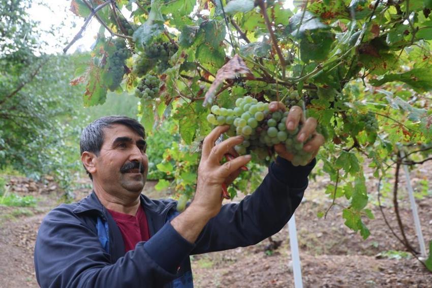 Adana'da 12 saatlik meşakkatli mesai başladı: Kilosu 500 liradan satılıyor!