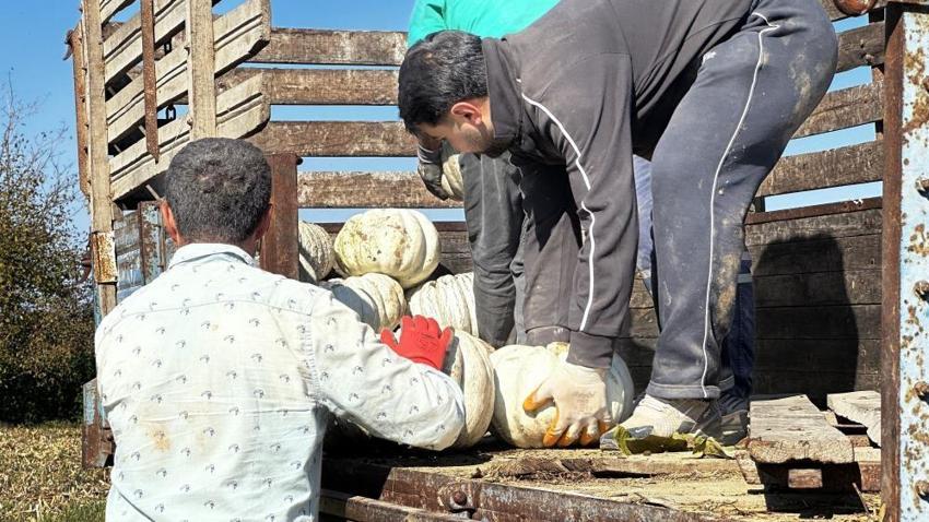Sakarya’da bal kabağı hasadı başladı! Tarlada 15 TL, pazarda 30 TL’ye satılıyor