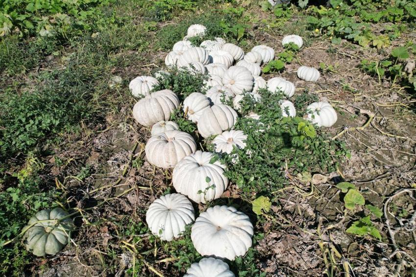 Sakarya’da bal kabağı hasadı başladı! Tarlada 15 TL, pazarda 30 TL’ye satılıyor