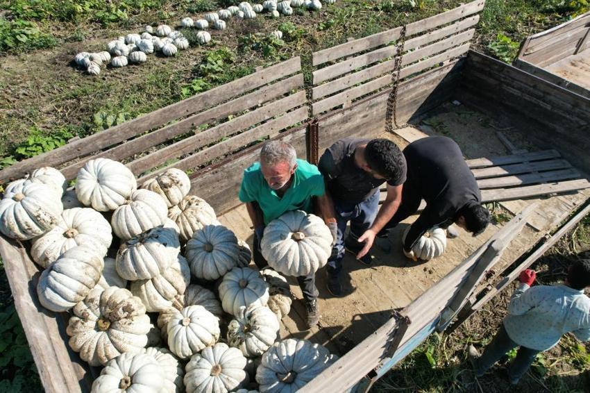 Sakarya’da bal kabağı hasadı başladı! Tarlada 15 TL, pazarda 30 TL’ye satılıyor