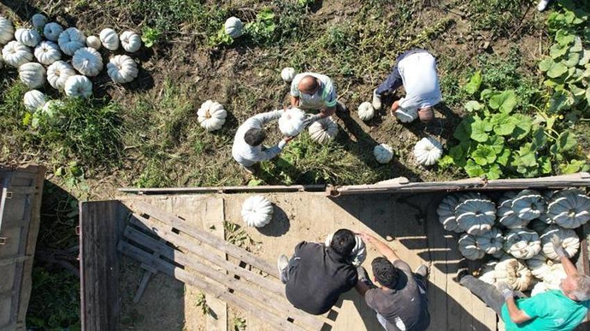 Sakarya’da bal kabağı hasadı başladı! Tarlada 15 TL, pazarda 30 TL’ye satılıyor