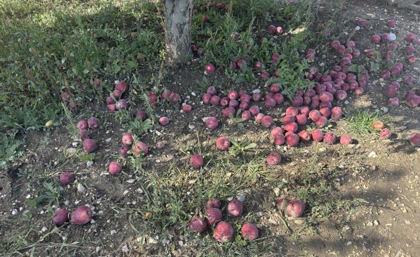Elmalı'da çiftçinin emeği hiç parasına gitti! 'Bu zamana kadar böyle bir yıl görmedik!'