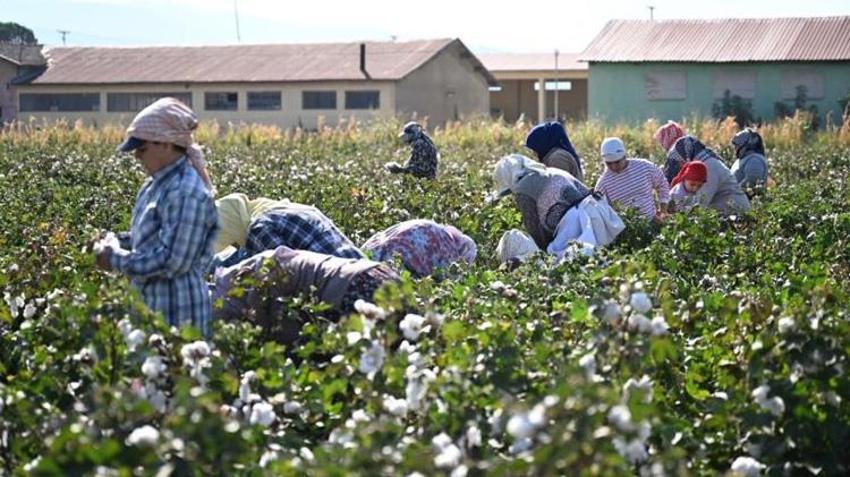 Tarlalarda hasat başladı! Yeni yerli çeşitler için kritik süreç