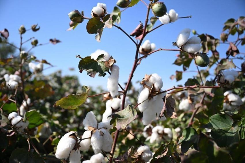 Tarlalarda hasat başladı! Yeni yerli çeşitler için kritik süreç