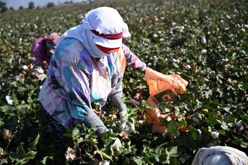 Tarlalarda hasat başladı! Yeni yerli çeşitler için kritik süreç