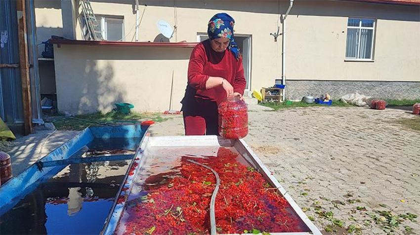 Geçen yıl hiç yoktu, bu yıl bol geldi: Yozgat’ın şifa deposu gilaburusu tezgahta!