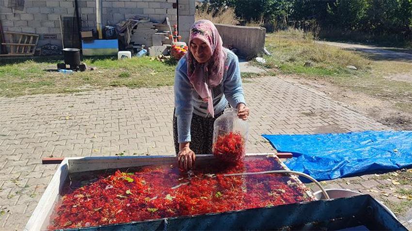 Geçen yıl hiç yoktu, bu yıl bol geldi: Yozgat’ın şifa deposu gilaburusu tezgahta!