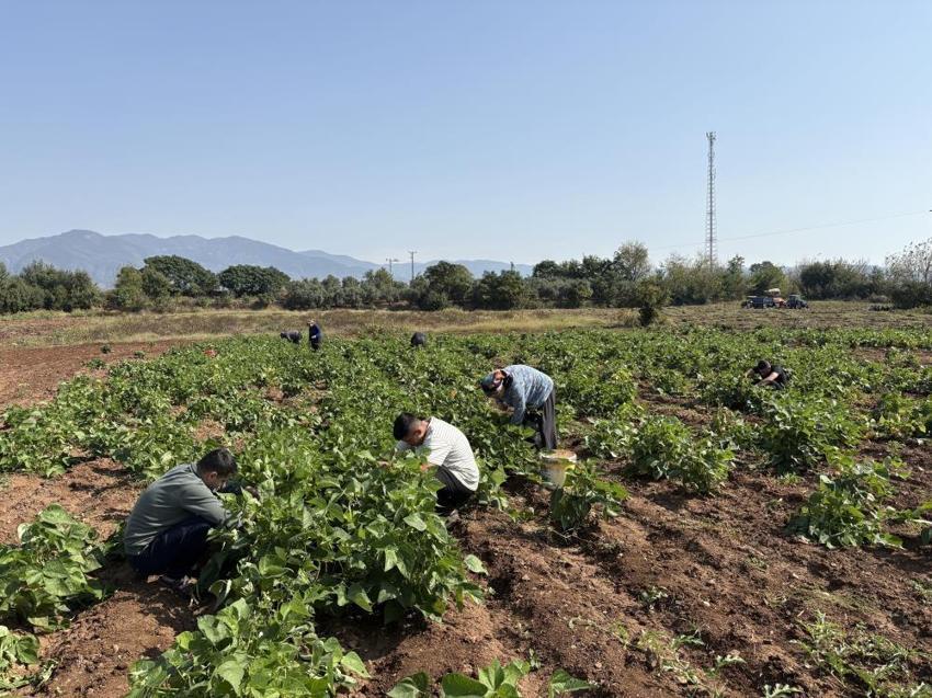 Torununu askere göndermek için ilk kez ekti: Rekor verim aldılar, kilosu 80 TL'yi buldu!
