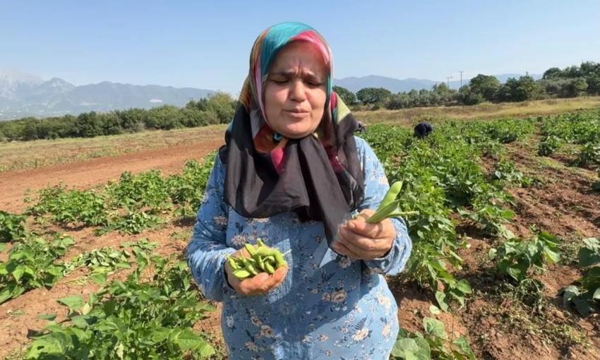 Torununu askere göndermek için ilk kez ekti: Rekor verim aldılar, kilosu 80 TL'yi buldu!