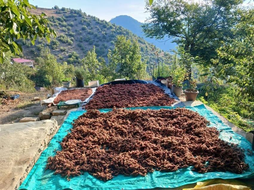 Bu yıl bir tane alan gelecek ertesi yıl çuvalla sipariş ediyor! Andırın'da katkısız doğal lezzet hasadı başladı