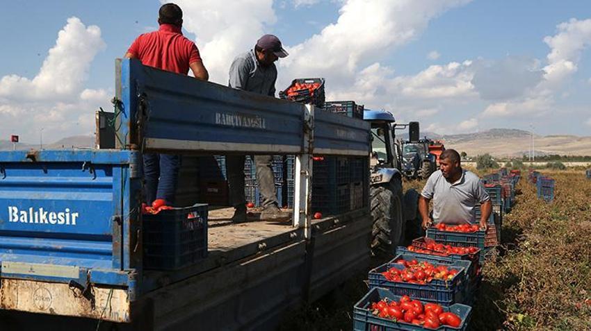Erciyes’in eteklerinde yetişiyor, 20 ülkeye ihraç ediliyor! Sırrı kuruma süresinde saklı