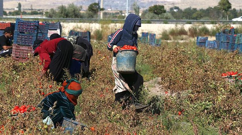Erciyes’in eteklerinde yetişiyor, 20 ülkeye ihraç ediliyor! Sırrı kuruma süresinde saklı