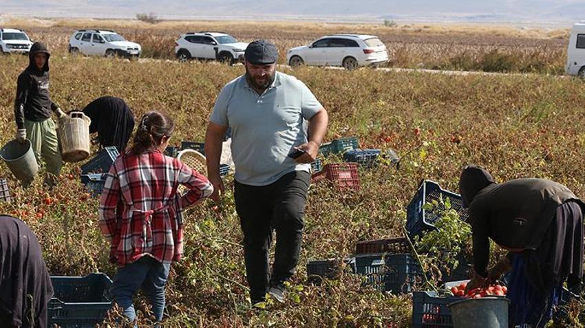 Erciyes’in eteklerinde yetişiyor, 20 ülkeye ihraç ediliyor! Sırrı kuruma süresinde saklı