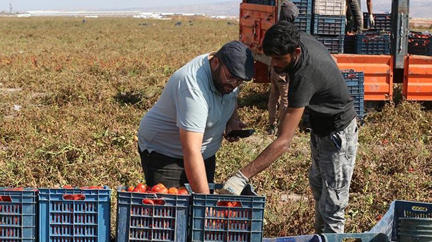 Erciyes’in eteklerinde yetişiyor, 20 ülkeye ihraç ediliyor! Sırrı kuruma süresinde saklı