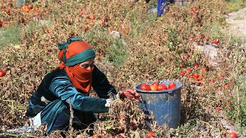 Erciyes’in eteklerinde yetişiyor, 20 ülkeye ihraç ediliyor! Sırrı kuruma süresinde saklı
