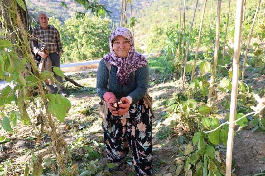 Türkiye'nin kestane merkezinde hasat başladı! Bu yıl dolu yağışı üretimi vurdu