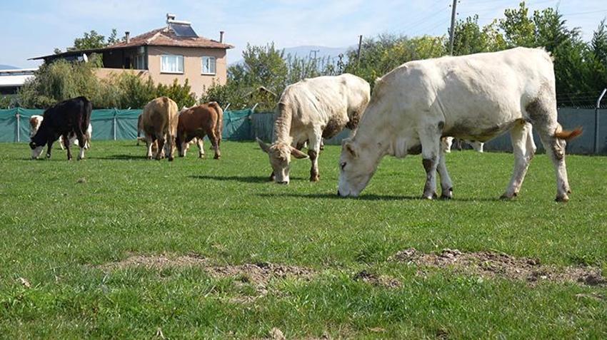 Amasya'da şap alarmı: Pazarlar kapatıldı, ekipler köy köy gezip aşı mesaisine başladı!