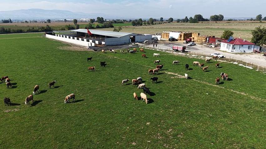 Amasya'da şap alarmı: Pazarlar kapatıldı, ekipler köy köy gezip aşı mesaisine başladı!