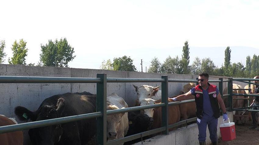 Amasya'da şap alarmı: Pazarlar kapatıldı, ekipler köy köy gezip aşı mesaisine başladı!