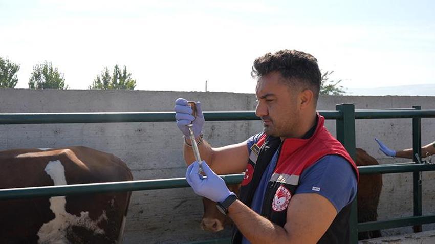 Amasya'da şap alarmı: Pazarlar kapatıldı, ekipler köy köy gezip aşı mesaisine başladı!
