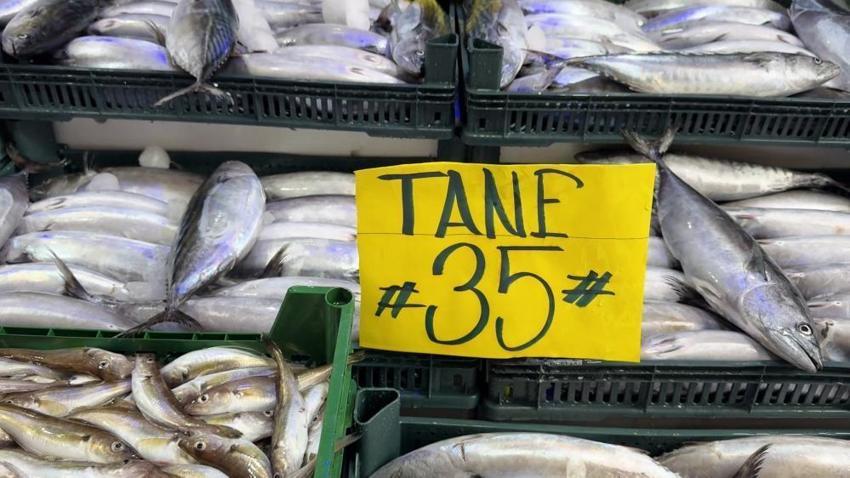 Karadeniz'de trajikomik palamut çelişkisi: 1 balık 33 TL, taşındığı boş köpük kasa 100 TL!