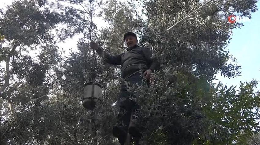 Rekolte yüzde 55 fırladı, zeytin fiyatları belli oldu: Artvin'in tescilli lezzetinde hasat başladı