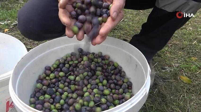 Rekolte yüzde 55 fırladı, zeytin fiyatları belli oldu: Artvin'in tescilli lezzetinde hasat başladı