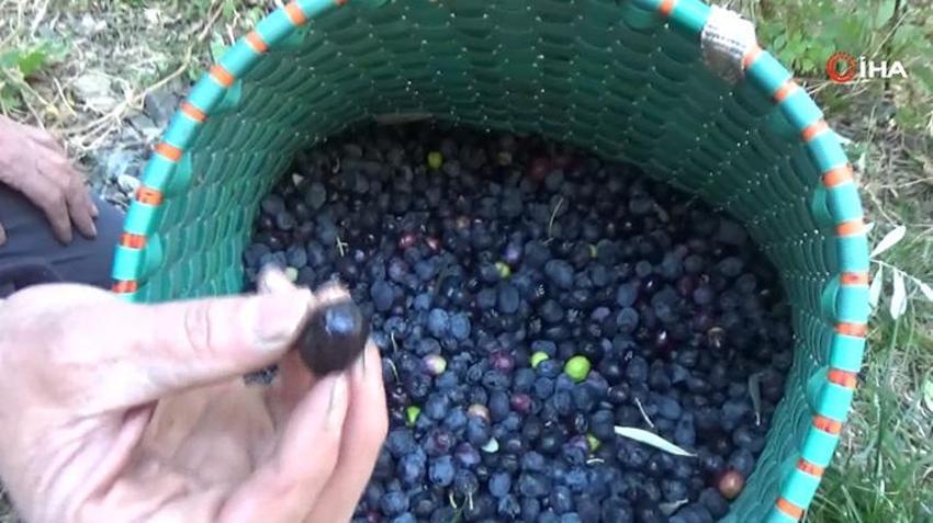 Rekolte yüzde 55 fırladı, zeytin fiyatları belli oldu: Artvin'in tescilli lezzetinde hasat başladı