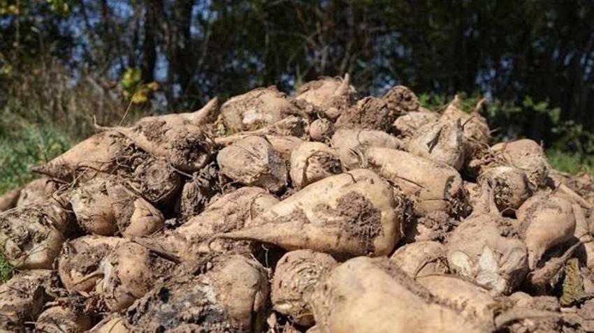 2026 şeker pancarı fiyatı açıklandı! Üreticilerden yeni fiyat talebi