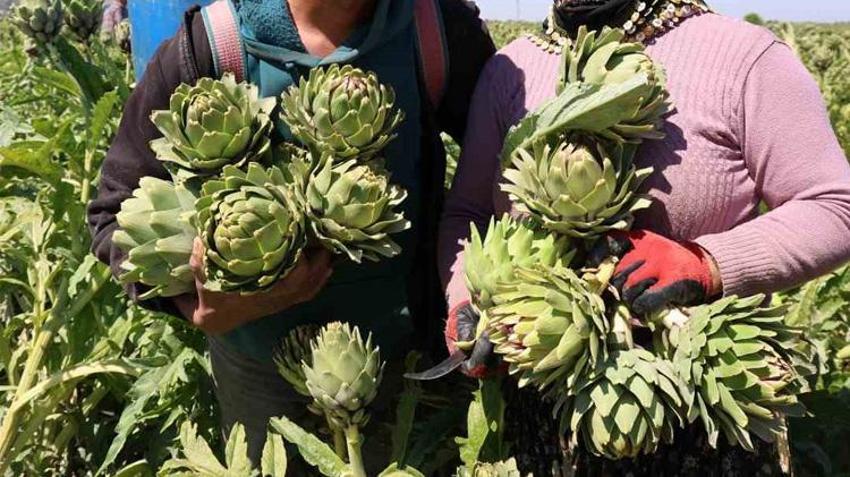Aydın’da enginar hasadı için geri sayım! İlk hasat tarihi belli oldu