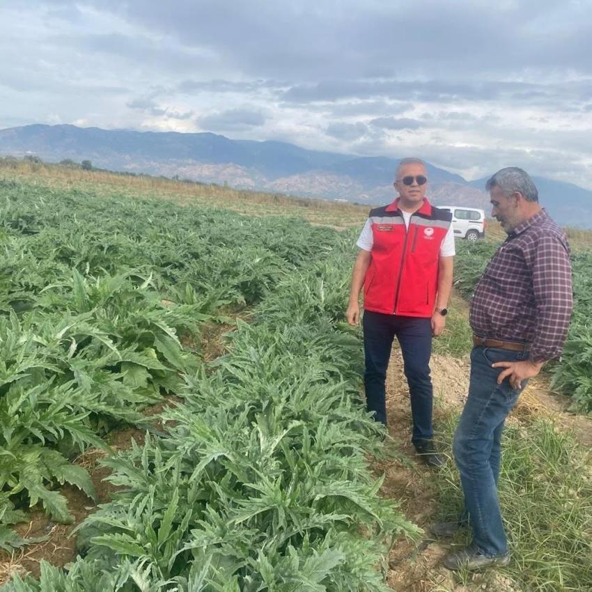 Aydın’da enginar hasadı için geri sayım! İlk hasat tarihi belli oldu
