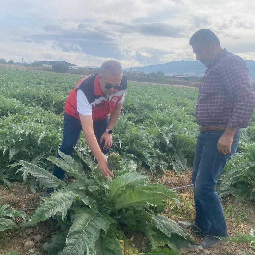 Aydın’da enginar hasadı için geri sayım! İlk hasat tarihi belli oldu