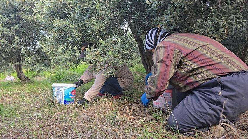 Hatay'da 250 yıllık ağaçlardan toplanıyor, yurt dışına ihraç ediliyor: Kilosu 150 TL’den alıcı buluyor!