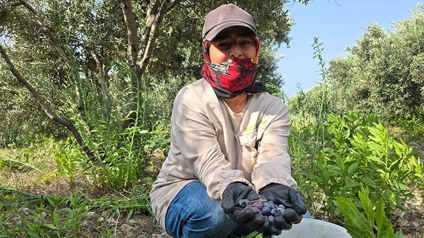 Hatay'da 250 yıllık ağaçlardan toplanıyor, yurt dışına ihraç ediliyor: Kilosu 150 TL’den alıcı buluyor!