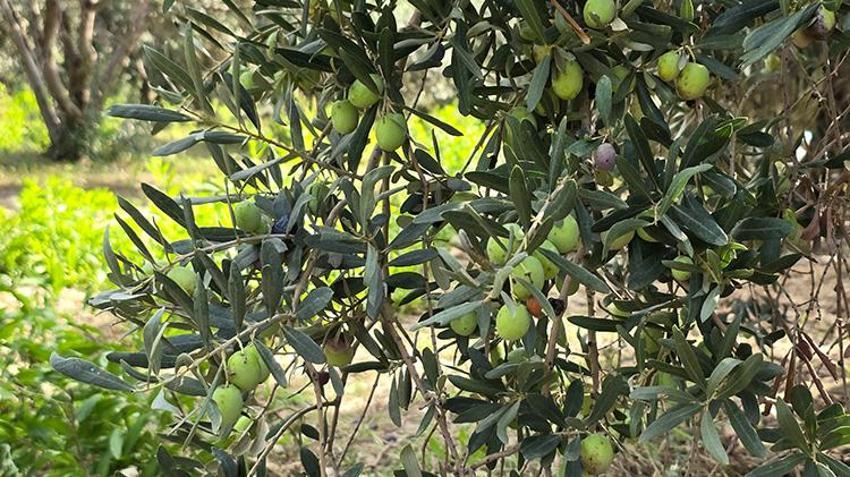Hatay'da 250 yıllık ağaçlardan toplanıyor, yurt dışına ihraç ediliyor: Kilosu 150 TL’den alıcı buluyor!
