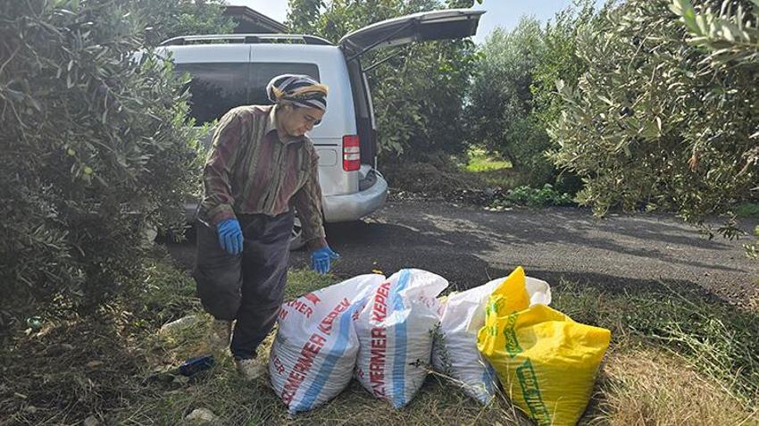 Hatay'da 250 yıllık ağaçlardan toplanıyor, yurt dışına ihraç ediliyor: Kilosu 150 TL’den alıcı buluyor!