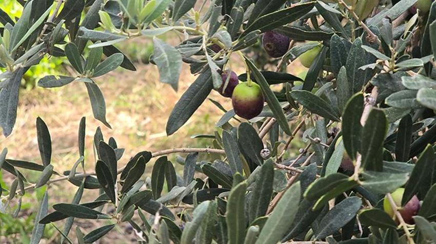Hatay'da 250 yıllık ağaçlardan toplanıyor, yurt dışına ihraç ediliyor: Kilosu 150 TL’den alıcı buluyor!