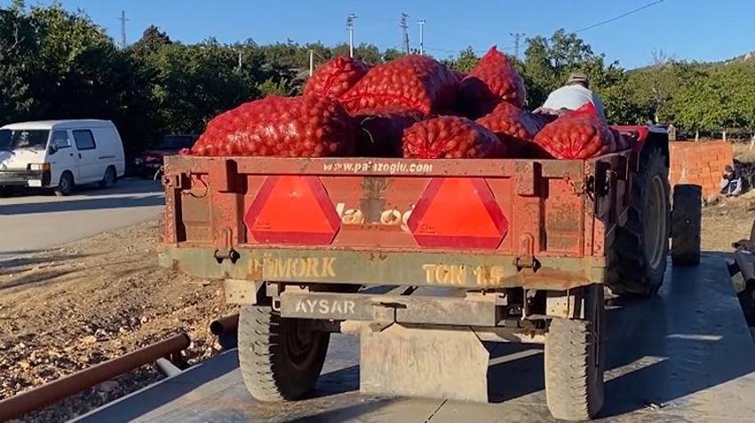 Bilecik'te 100 bin ağaçtan rekor verim! Alıcılar köye akın etti, kilosu 40 TL'den yok satıyor