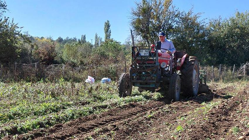 Tokat'ın coğrafi işaretli 'başçiftlik beyazı' tarlalardan çıktı! Dönüm başına 1,5 ton veriyor