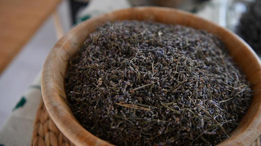 Bulgaristan'dan getirip Çanakkale'deki arazisine dikti! İlk hasadı Fransa'da kapış kapış satıldı
